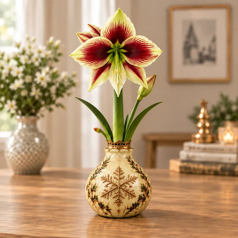 🎄🌺 Holiday Waxed Amaryllis Bulbs – No Soil, No Water, Just Watch Them Bloom