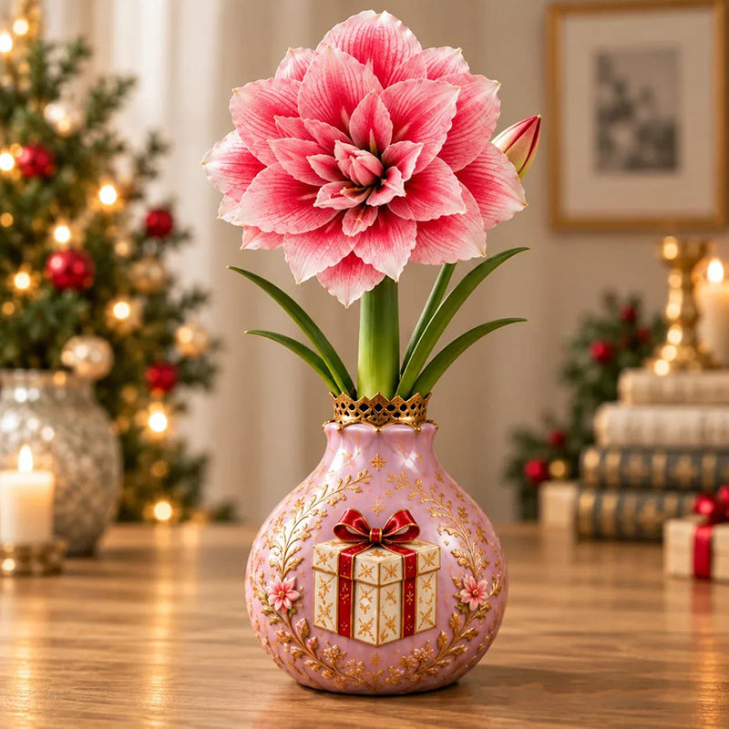 🎄🌺 Holiday Waxed Amaryllis Bulbs – No Soil, No Water, Just Watch Them Bloom